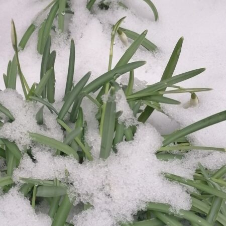 Schnee, Schneeglöckchen, Februar